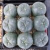 buy peyote buttons online​