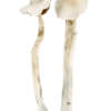 buy albino treasure coast mushroom