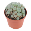 buy peyote cactus online