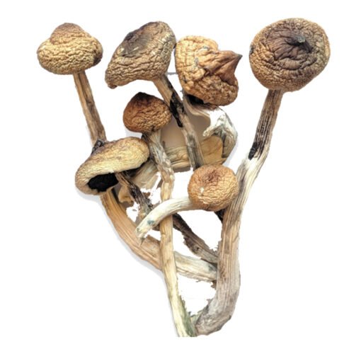 buy golden teacher mushrooms online