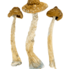 buy malabar mushroom