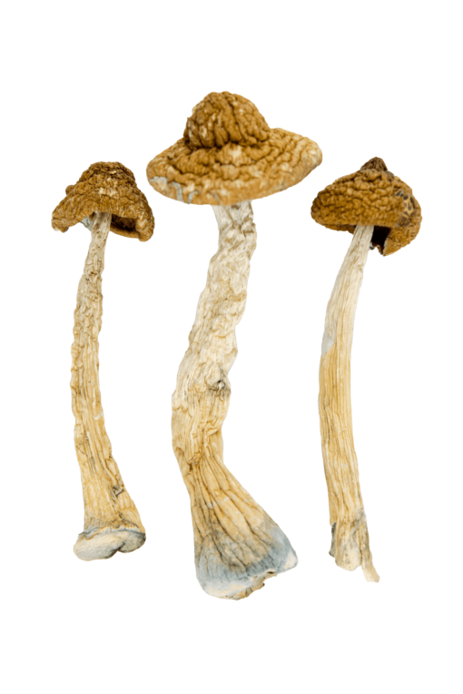 buy malabar mushroom