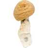 buy mazatapec mushrooms