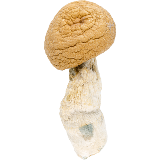 buy mazatapec mushrooms