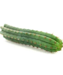 buy peruvian torch cactus