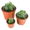 buy lophophora williamsii cactus