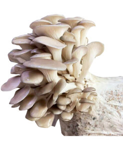 buy oyster mushrooms