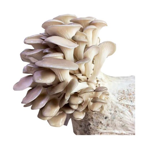 buy oyster mushrooms