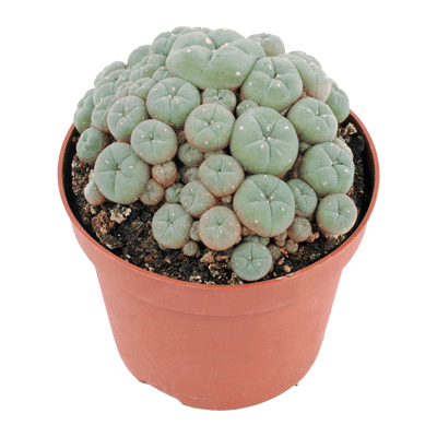 buy peyote cactus online