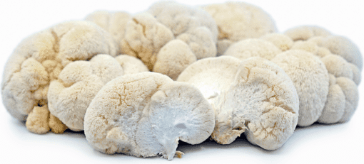 buy lion mane mushroom